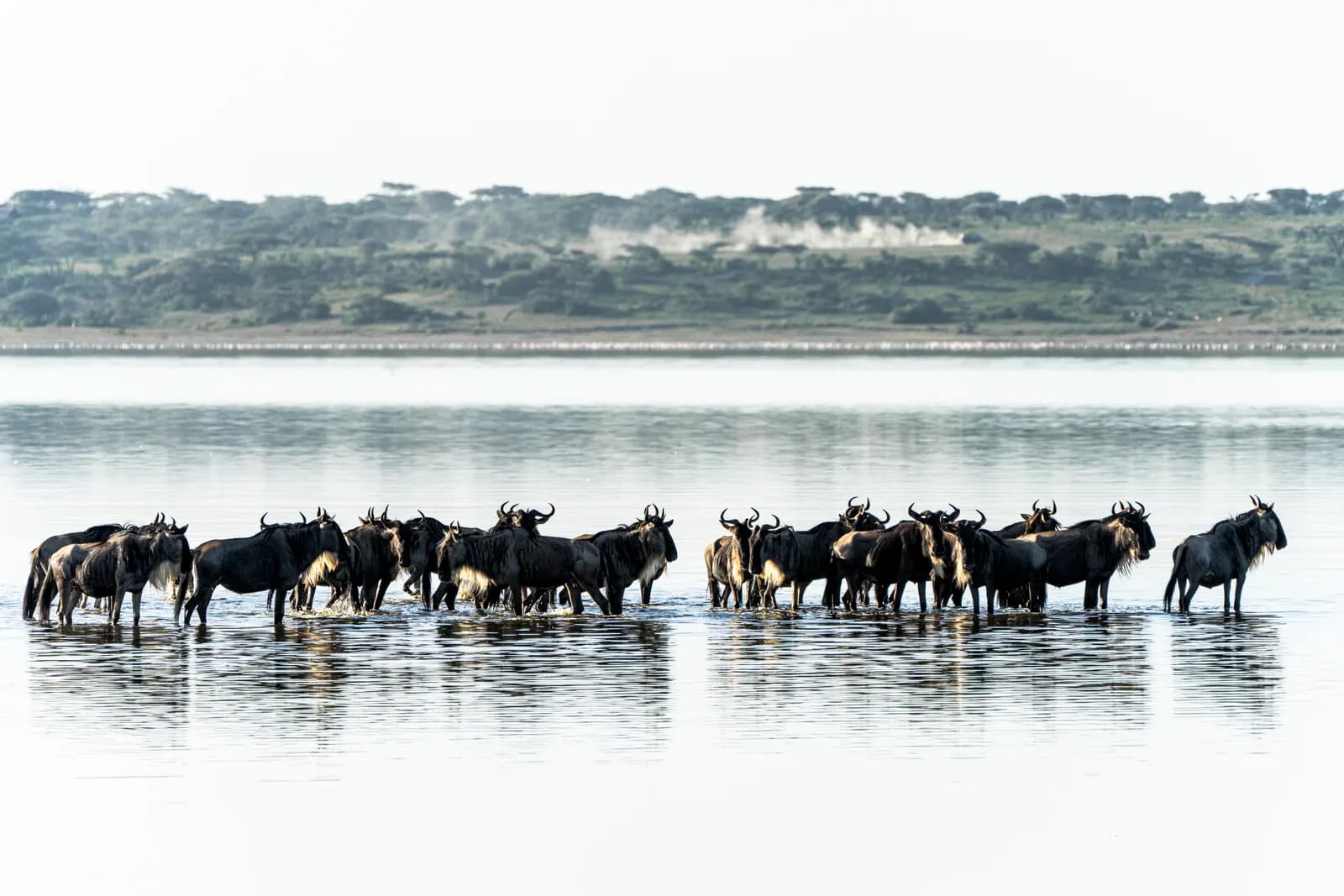 Wildebeest river
