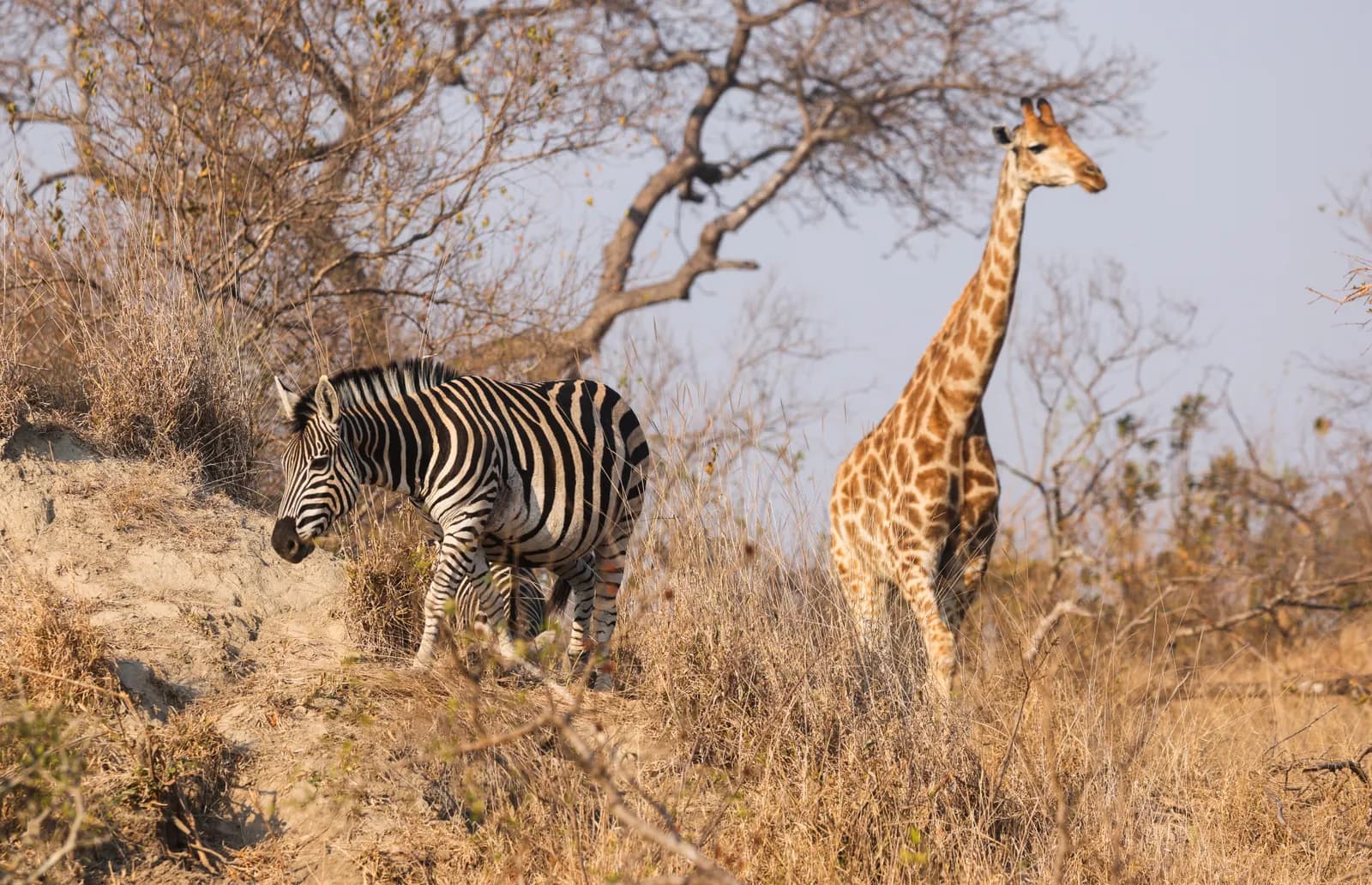 Nairobi Discovery Day Tour