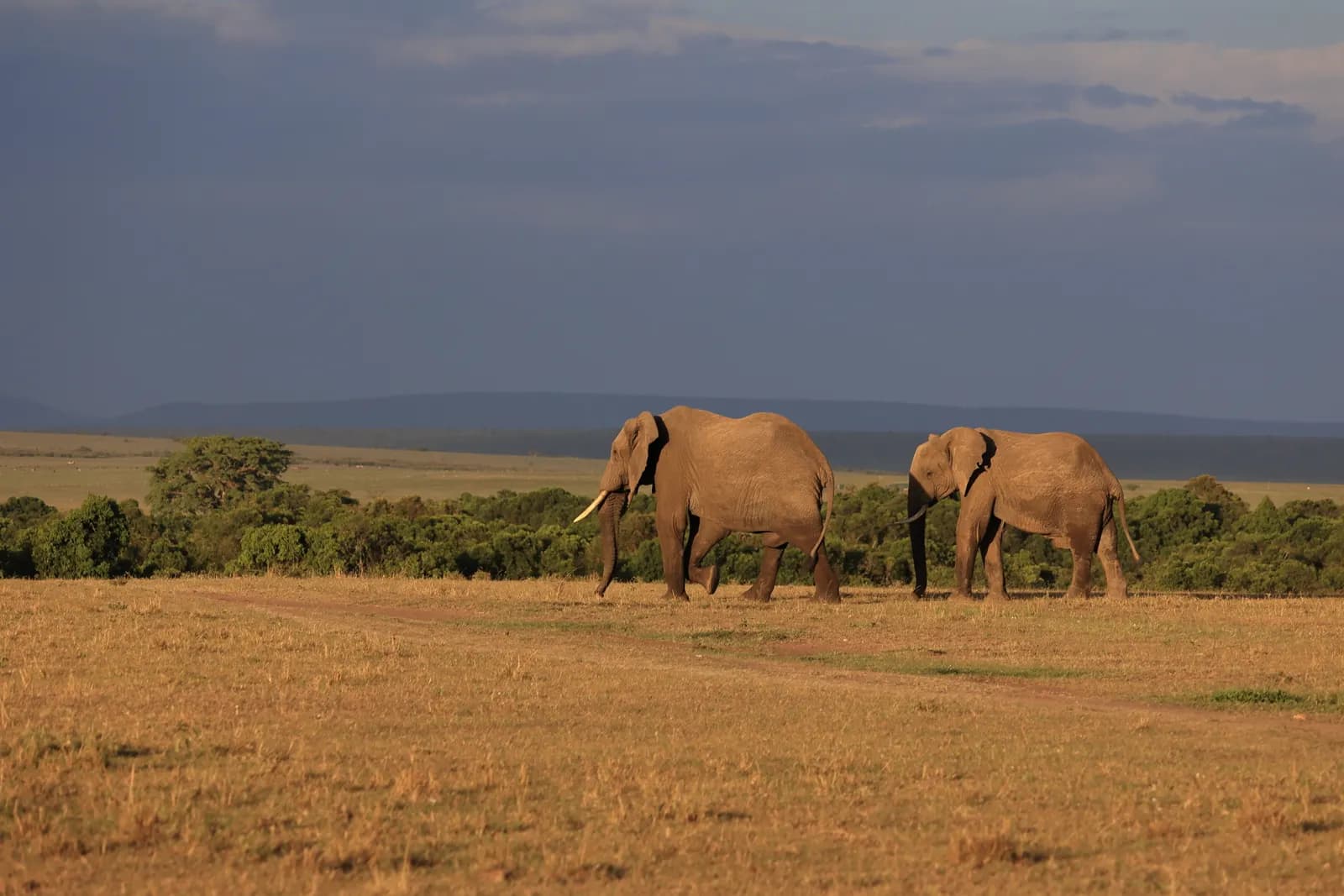 4-Day Amboseli & Kilimanjaro Views