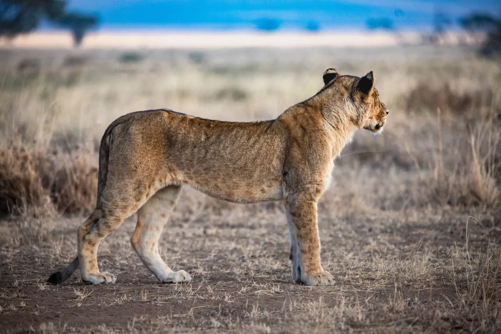 7-Day Northern Tanzania Extension