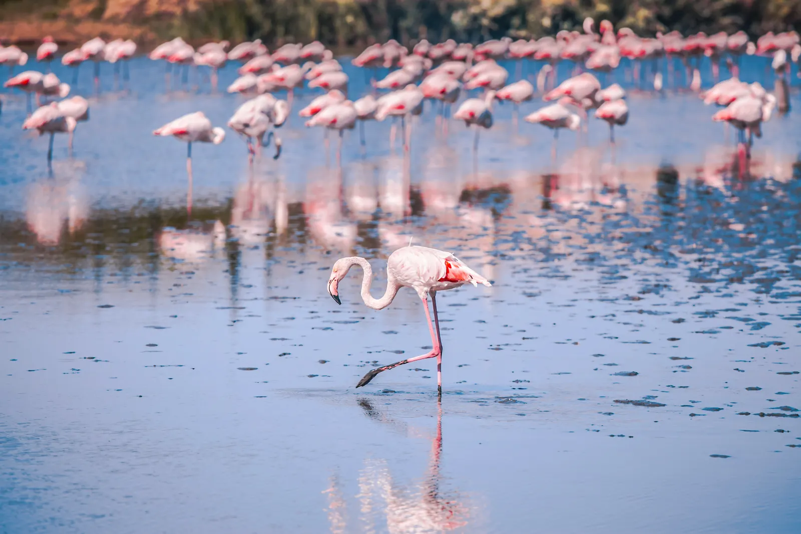 4-Day Nakuru & Naivasha Lakes 4-Day Nakuru & Naivasha Lakes