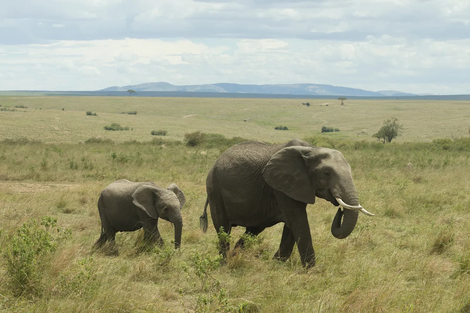 4-Day Amboseli & Kilimanjaro Views