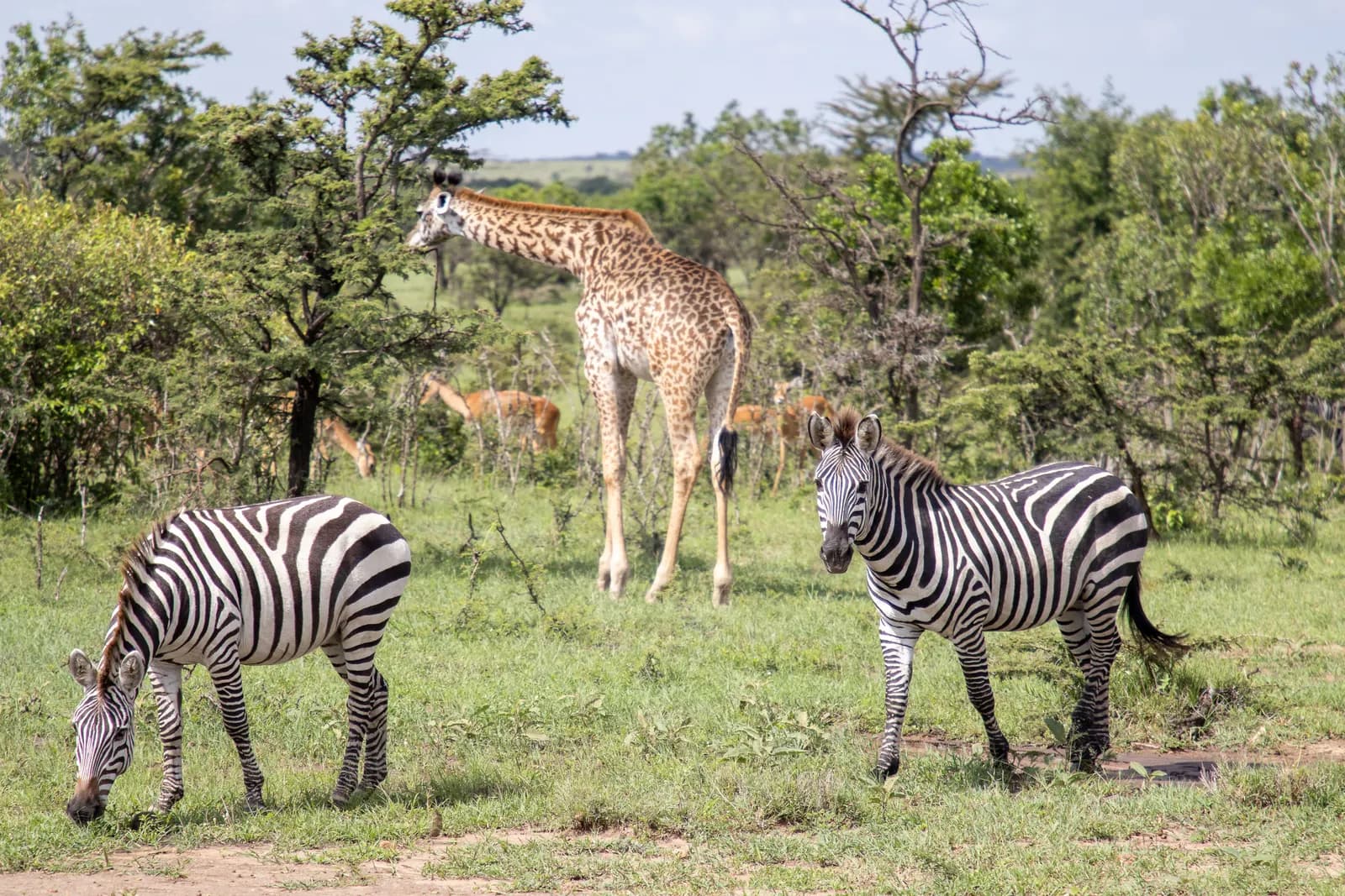 6-Day Classic Kenya Safari