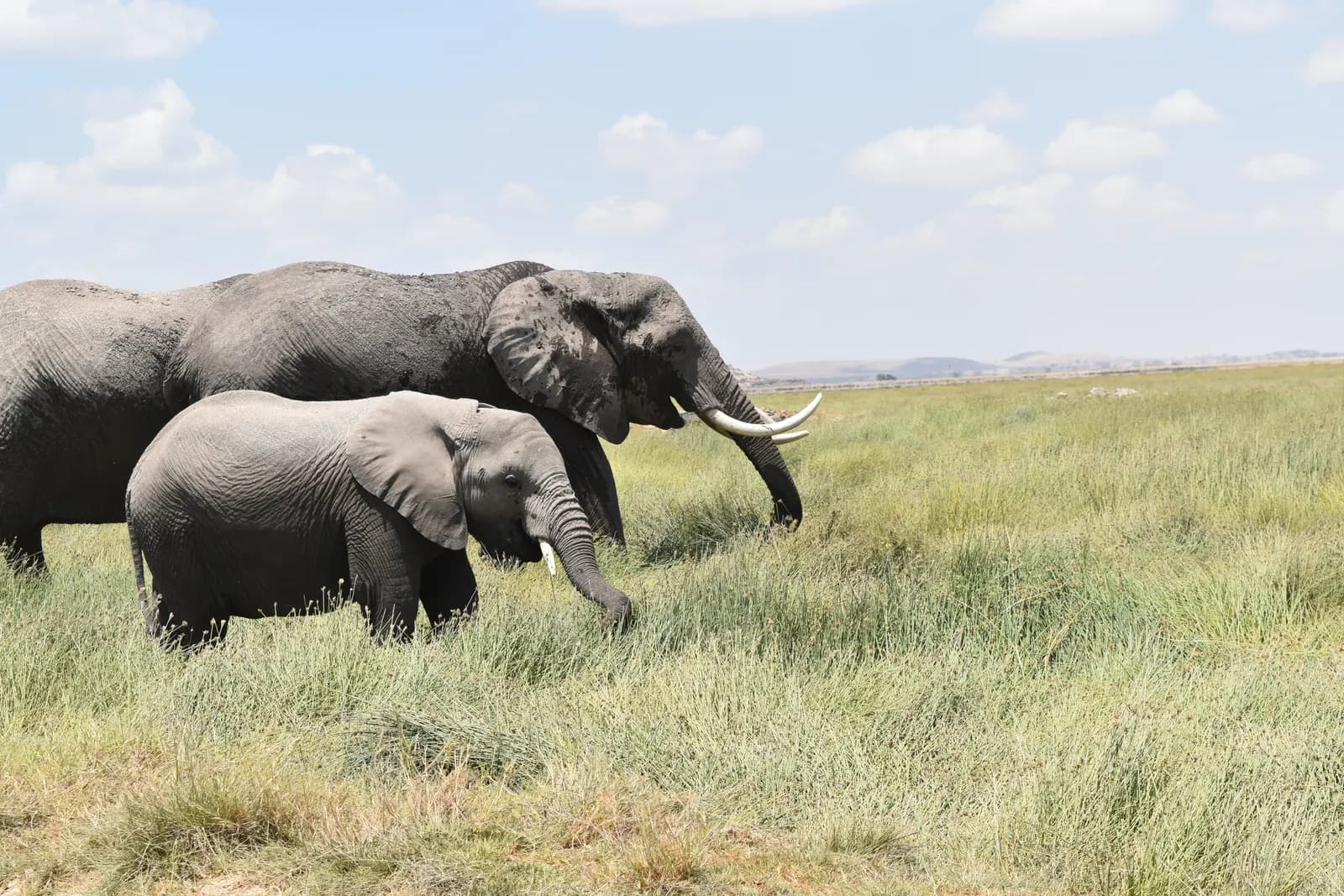 4-Day Amboseli & Kilimanjaro Views