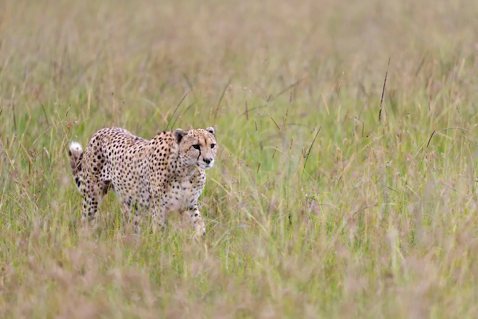 3-Day Maasai Mara Short Break