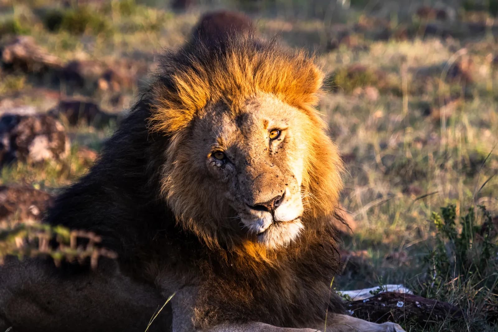 3-Day Maasai Mara Short Break