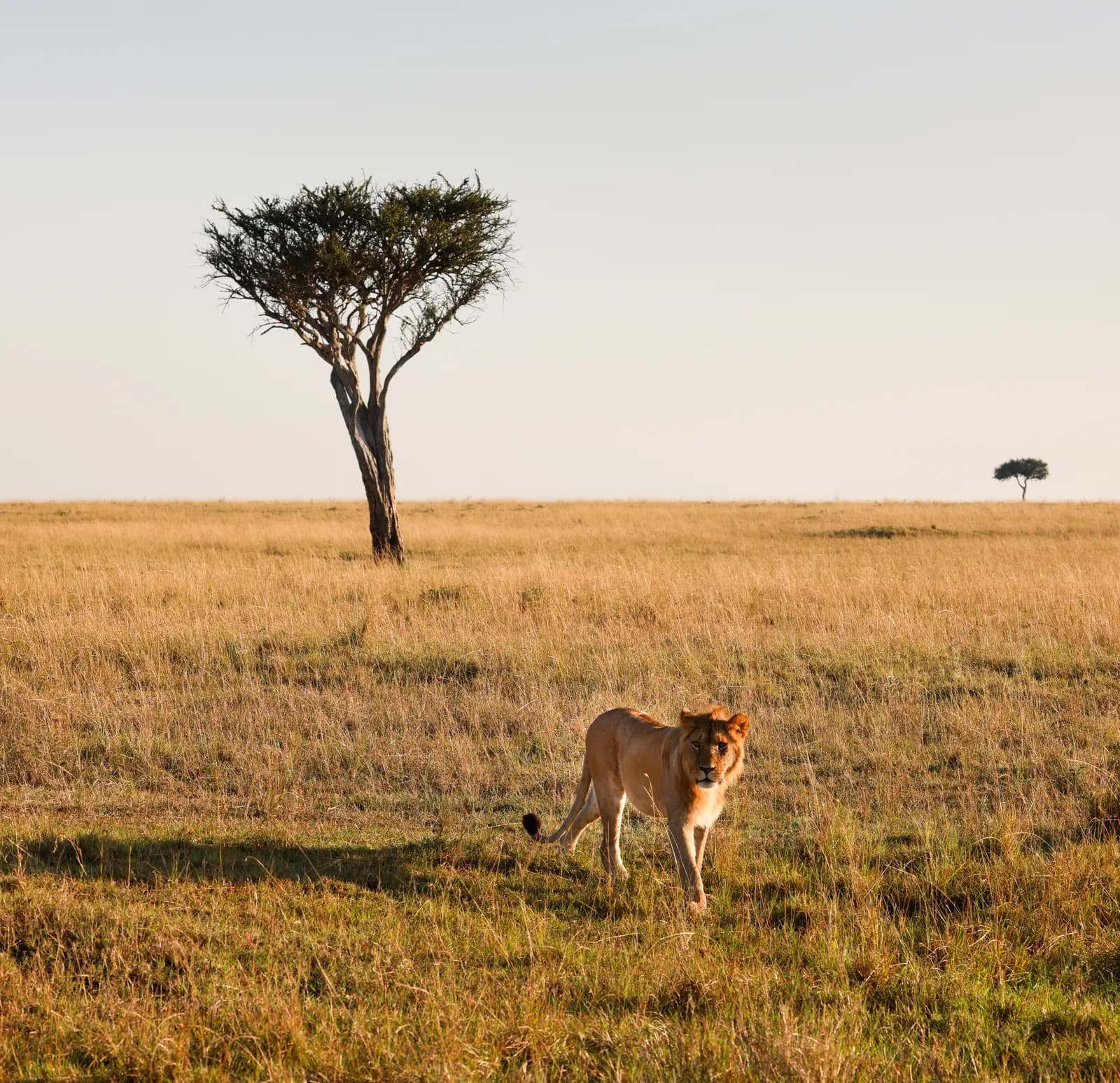 7-Day Mara Safari & Diani Beach 7-Day Mara Safari & Diani Beach