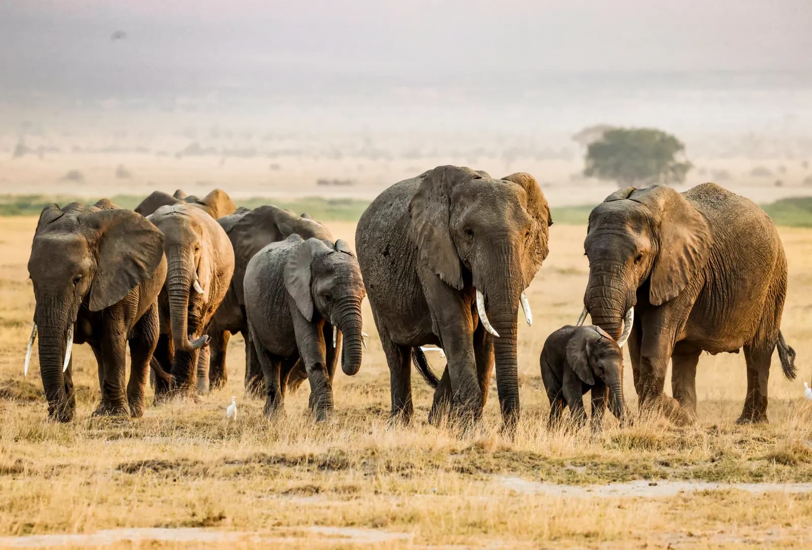 10-Day Amboseli, Mara & Diani 10-Day Amboseli, Mara & Diani