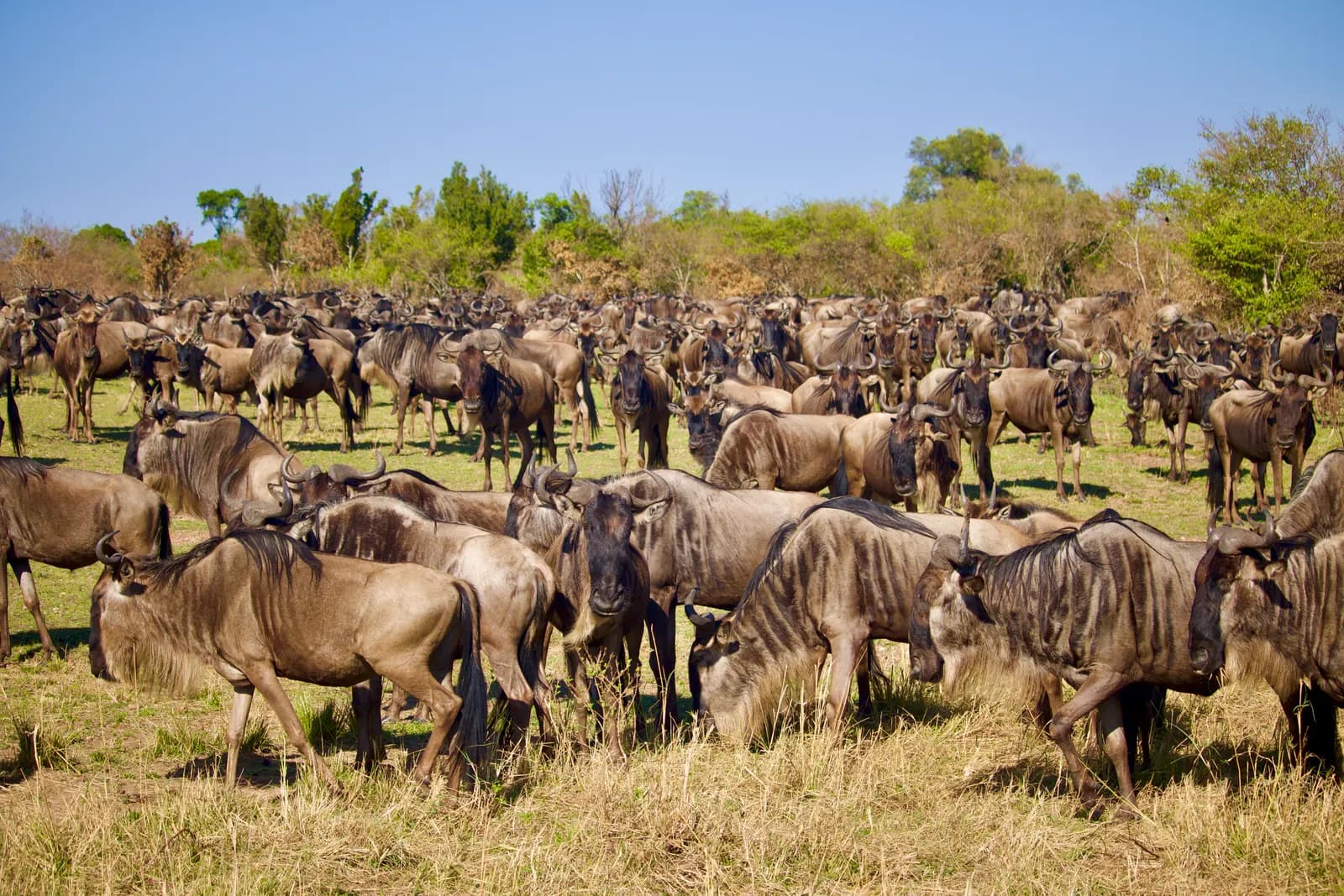 3-Day Maasai Mara Short Break